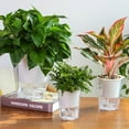 thumbnail image 4 of Flower Plant Pot Self Watering Planter Transparent Planting Flower Pot Water Storage Basin New, 4 of 10