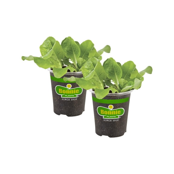 Bonnie Plants Buttercrunch Lettuce 19.3 oz. 2-Pack