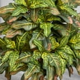 thumbnail image 4 of Nearly Natural Plastic 3.5' Croton Artificial Plant in Sand Colored Planter, Green, 4 of 4