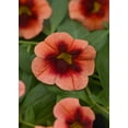 thumbnail image 3 of Expert Gardener - 1.5 Gallon Hanging Basket Calibrachoa Minifamous Annual Combo - Live Plants, 3 of 5
