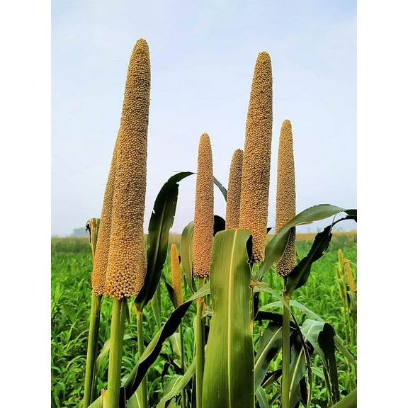 Brown Top Millet Grass Seeds for Planting - Pennisetum glaucum - Ornamental Grass Seeds (5,000 Seeds)