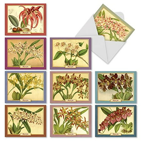 M10037BK TIGER ORCHIDS' 10 Assorted All Occasions Note Cards Adorned With Vintage Images Of Orchids with Envelopes by The Best Card (Best Tigers Of All Time)