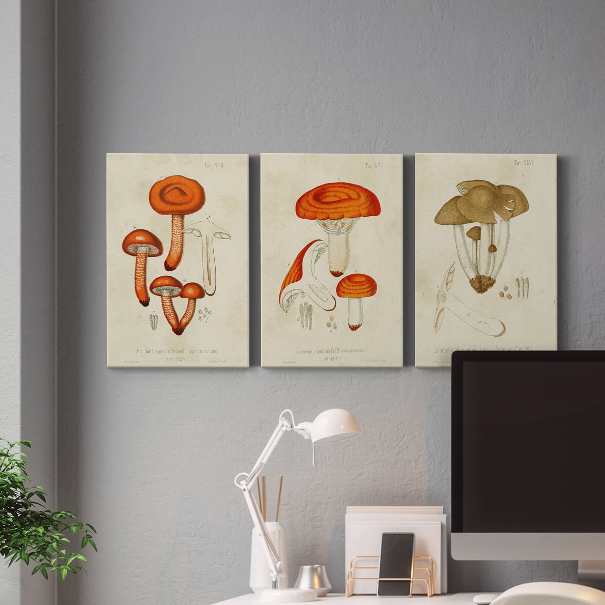 Mushroom Varieties IV Premium Gallery Wrapped Canvas - Ready to Hang - 24 x 36 Each