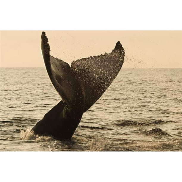 Design Pics DPI1974176 Baleine à Bosse des Îles Hawaïennes Qui Flotte Sa Queue au Coucher du Soleil Doré - Affiche Maui, 18 x 12