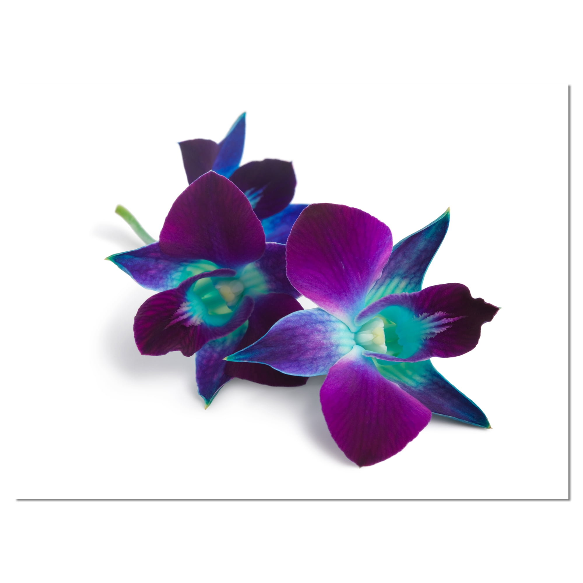Deep Purple Orchid Flowers on White Flowers Canvas Wall Artwork