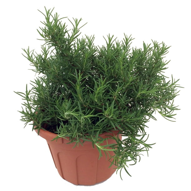 Spice Island Rosemary Plant Indoors or Out Easy to