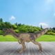 thumbnail image 3 of Figuras De Acción De Allosaurus, Modelo De Animales, Regalo Para Niños, Dinosaurios De Simulación De Boca Abierta, Juguete Speravity FN005934-00, 3 of 6