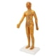 thumbnail image 2 of Modelo femenino de acupuntura de 20,9 pulgadas Modelo de acupuntura del cuerpo humano chino de alta definición transparente para la enseñanza, 2 of 10
