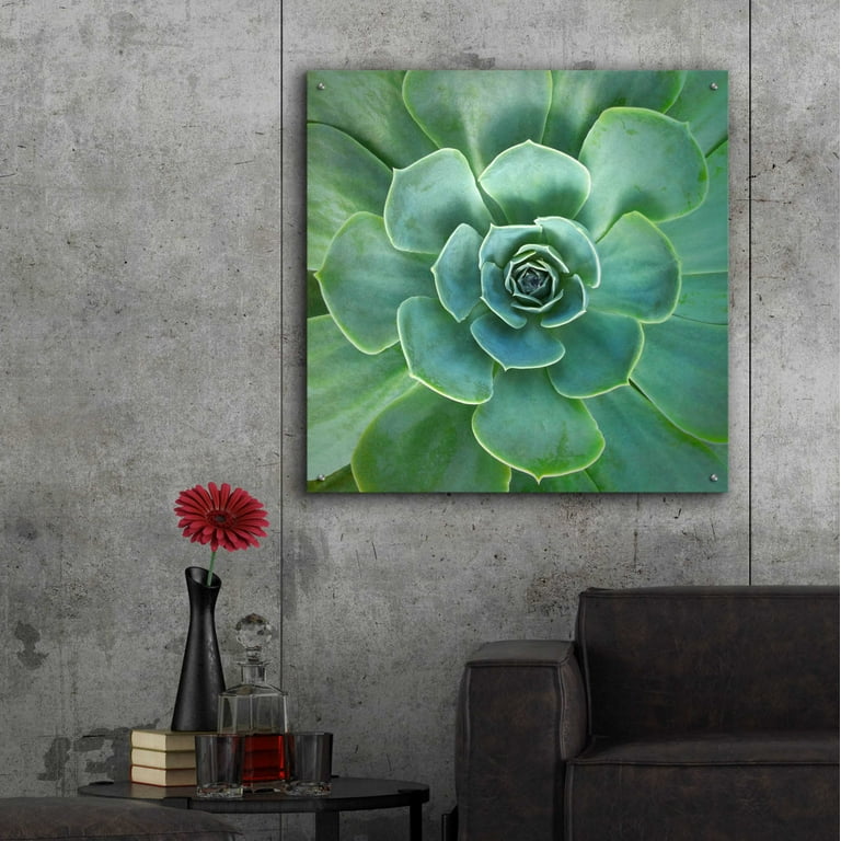 lowes zz plant 6in-8in Black ZZ 8in