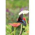 thumbnail image 2 of Day, Richard and Susan 11x14 White Modern Wood Framed Museum Art Print Titled - Pipevine swallowtail on zinnia, 2 of 4