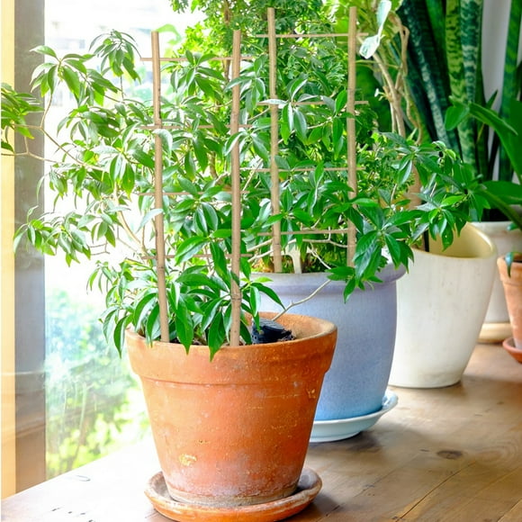 Tomato Plant Support,Garden Trellises for Climbing Plants,1 Set of Potted Plant Stand Vegetable Garden Climbing Garden Arch Peony Support Frame Mini Climbing Decorative Lattice Wood Tomato Garde