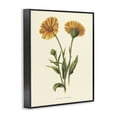 thumbnail image 2 of Stupell Industries Traditional Twin Marigold Blooms Black Framed Giclee Art, 24 x 30, by Connie Resch, 2 of 8