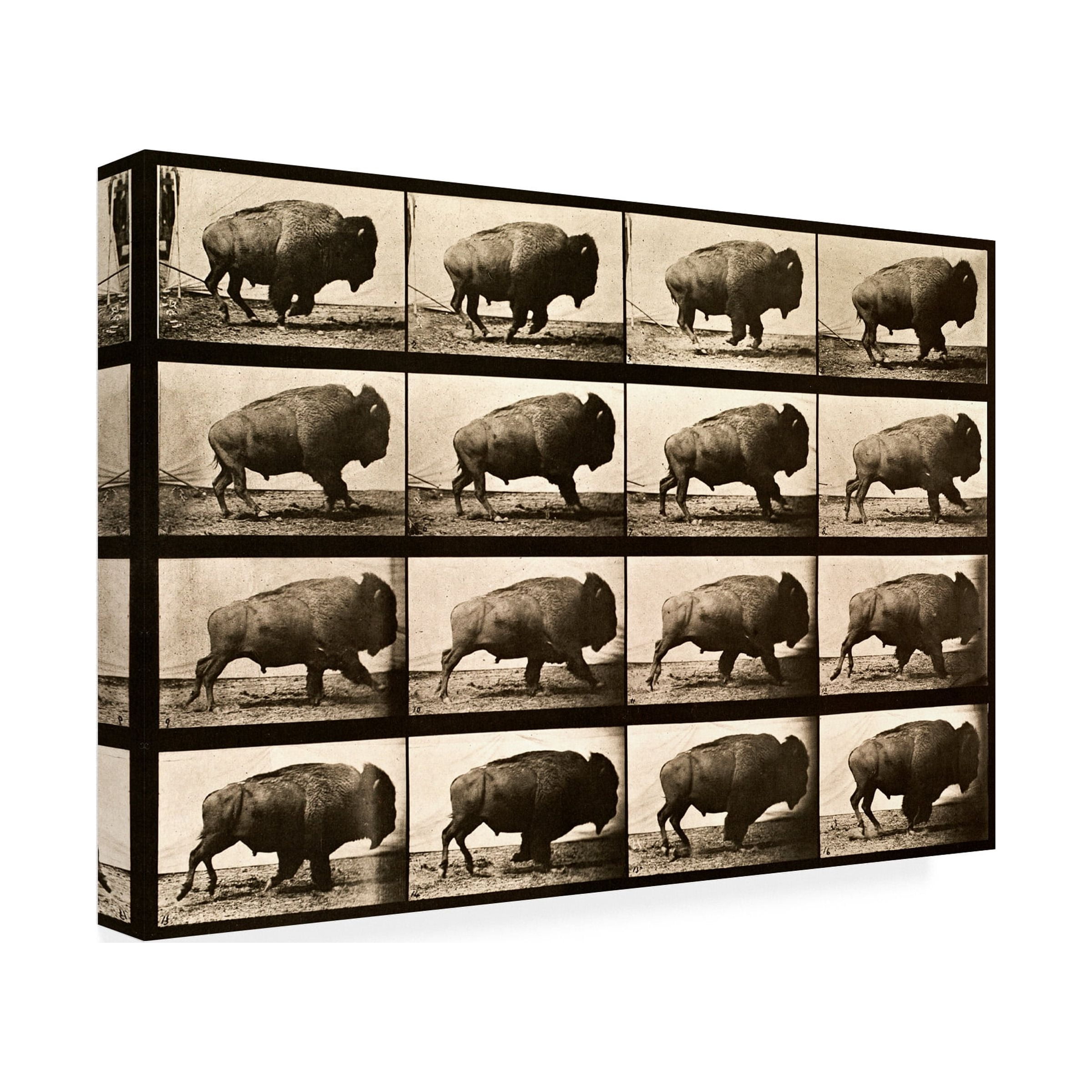 Print Collection 'Buffalo Running Animal Locomotion Plate 700' Canvas Art