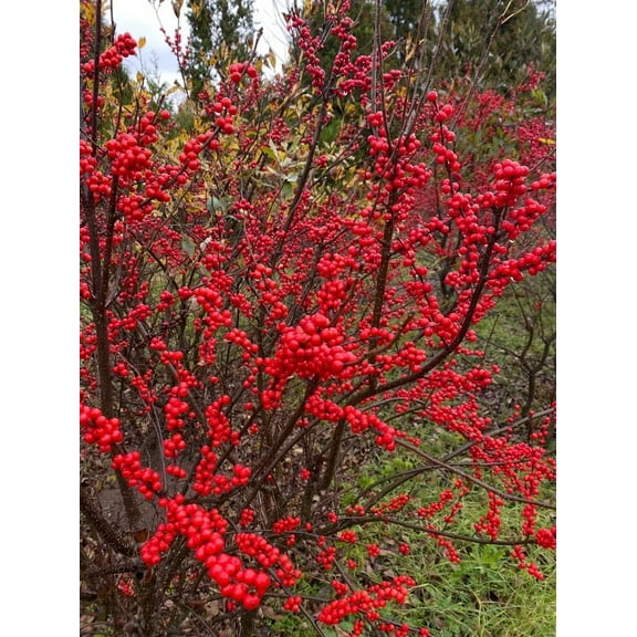CZ Grain 30 Winterberry Ilex Verticillata Plant Seeds, Attractive Red Berries