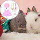 thumbnail image 5 of Vestido para mascotas animales pequeños, 1 juego de ropa de conejo para mascotas, disfraz de conejo, chaleco de conejo, arnés y correa, lindo, para conejos, chinchillas, ardillas o perros pequeños, 5 of 5