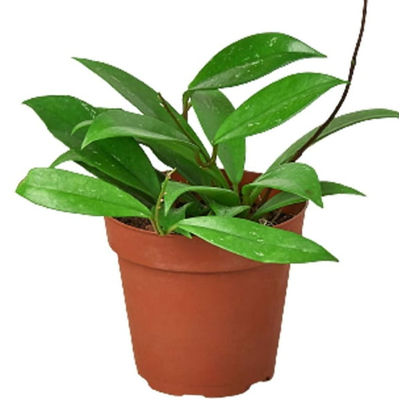 Hoya 'Publicalyx' Live Plant for Indoor | Different Houseplants in 4'' & 6'' Pot | Real House Plant for Living Room, Office, Desk & Bathroom | Wax Plant | Publicalyx