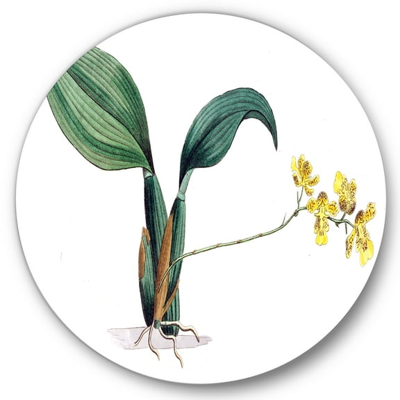 Designart 'Ancient Plant Life VI' Traditional Circle Metal Wall Art 36x36 - Disc of 36