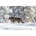 thumbnail image 2 of The Yellowstone Collection 14x11 Black Modern Framed Museum Art Print Titled - Wolf Moving through Fresh Snow, Yellowstone National Park, 2 of 4