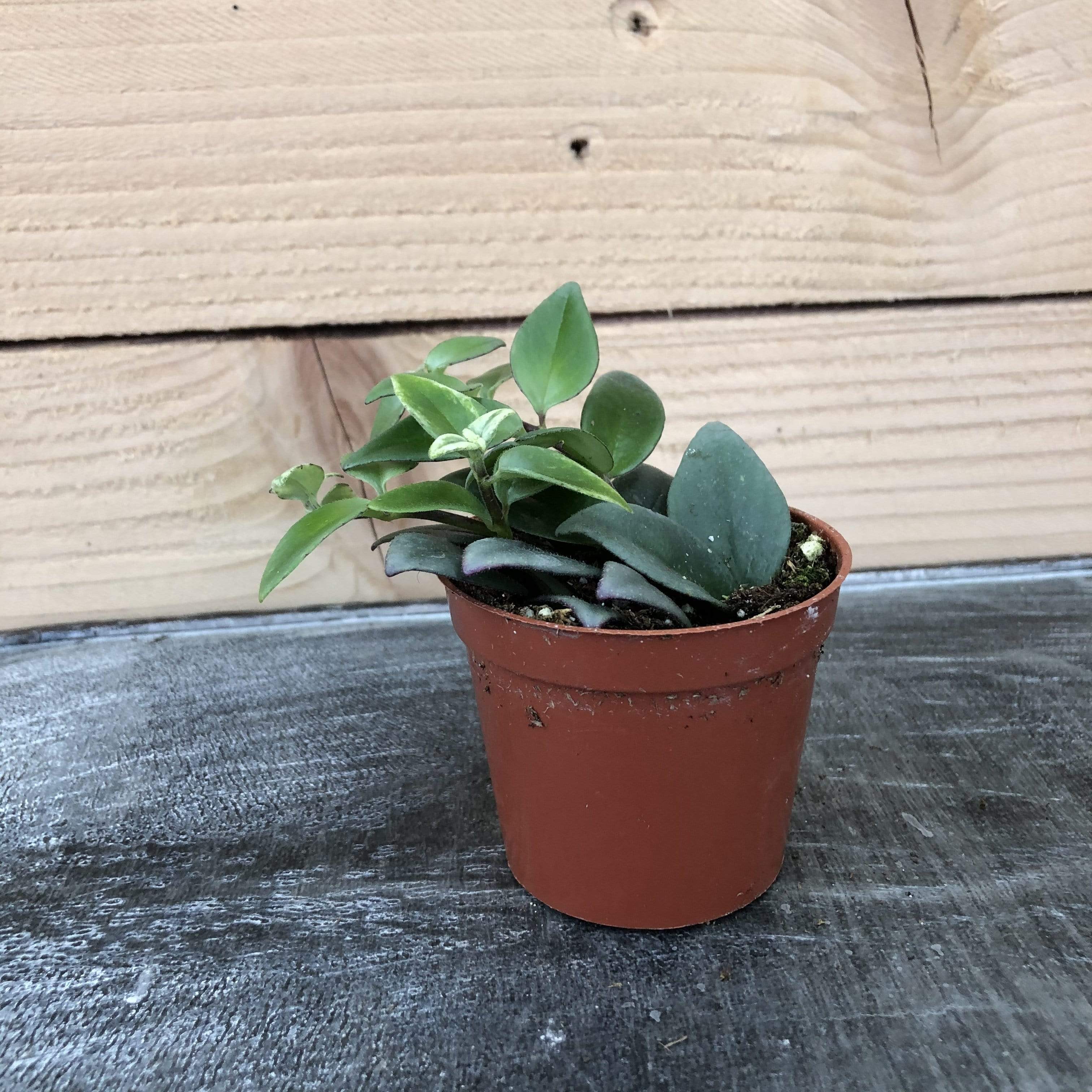 Aeschynanthus Lipstick Variegated, 2" Plant