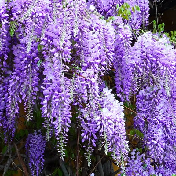 TomorrowSeeds - Blue Chinese Wisteria Seeds - 15  Count - For 2026 Planting Wisteria Sinensis