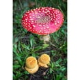 thumbnail image 3 of Hellmann, Stan 14x18 Black Modern Framed Museum Art Print Titled - Amanita Muscaria, 3 of 5