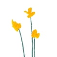 thumbnail image 2 of Green, Jacob 20x20 Black Ornate Wood Framed with Double Matting Museum Art Print Titled - Simple Buttercups II, 2 of 4