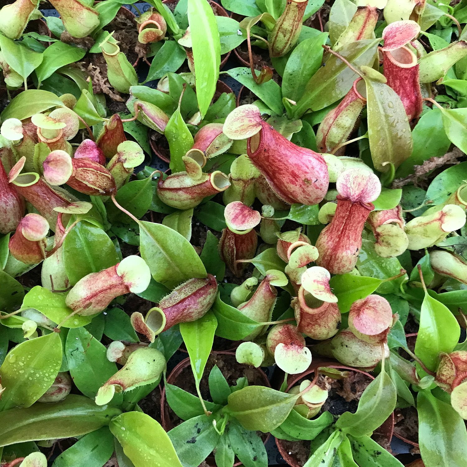 Carnivorous Pitcher Plant - Live Starter Plant in a 2 Inch Pot - Nepenthes St Gaya - Beautiful Easy Care Indoor Tropical Carnivorous Plants