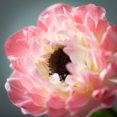 thumbnail image 2 of 14"H Sullivans Blushing Pink Anemone Spray, Pink, 2 of 3