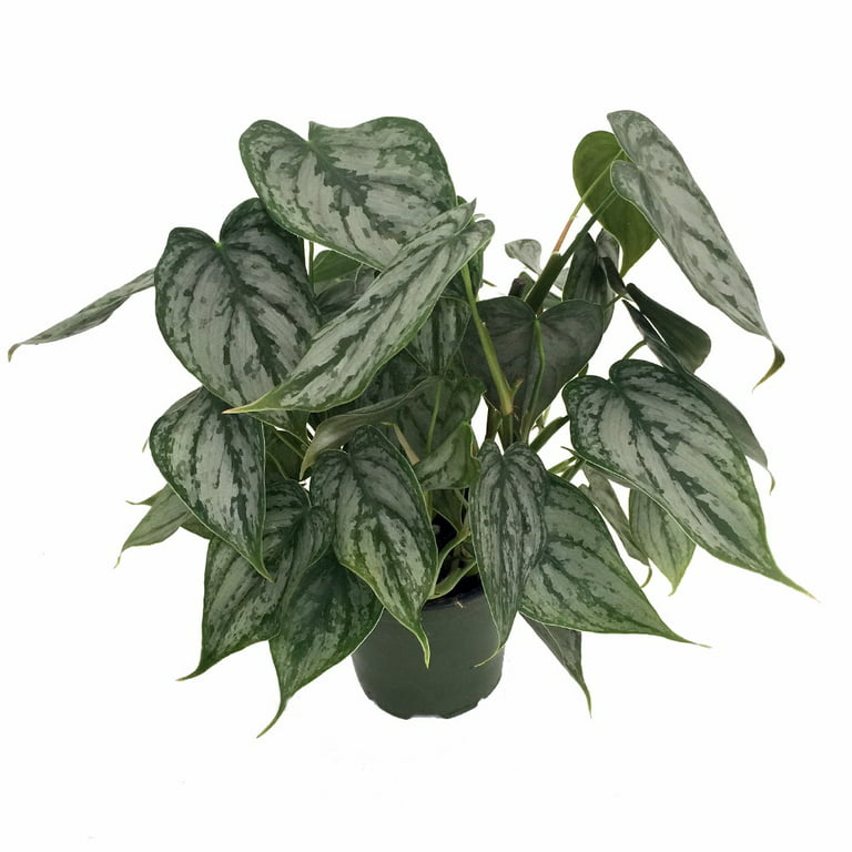 The Best Way to Care for Philodendron Brandtianum (Philodendron Brandi) –  Garden Betty