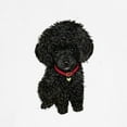 thumbnail image 3 of CafePress - Poodle Pup (Blk) Baseball Jersey - Cotton Baseball Jersey, 3/4 Raglan Sleeve Shirt, 3 of 4