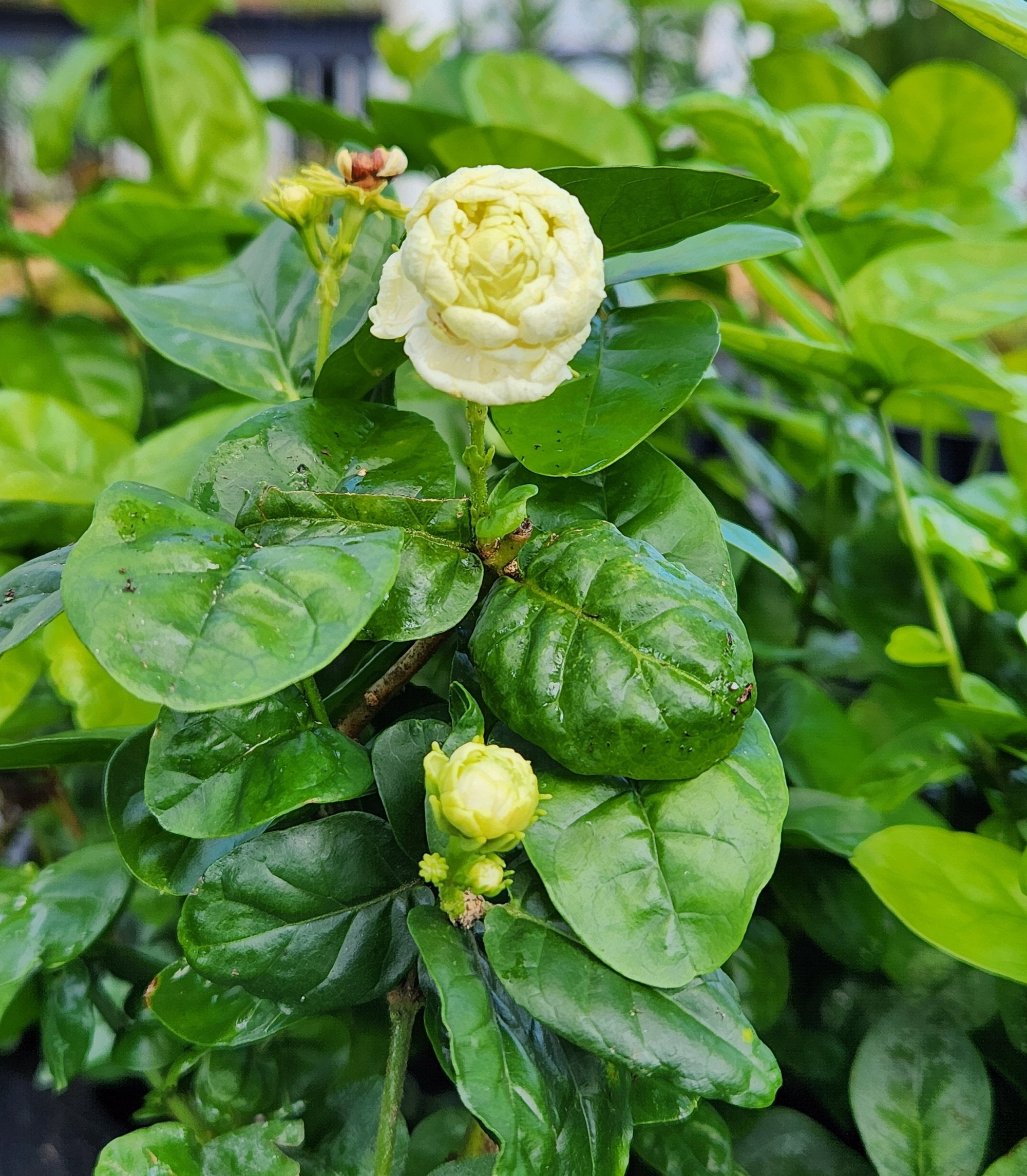 Jasmine Sambac Grand Duke of Tuscany Starter Plant