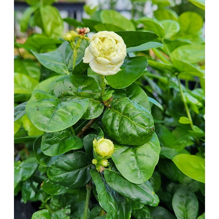 Jasmine Sambac Grand Duke of Tuscany Starter Plant
