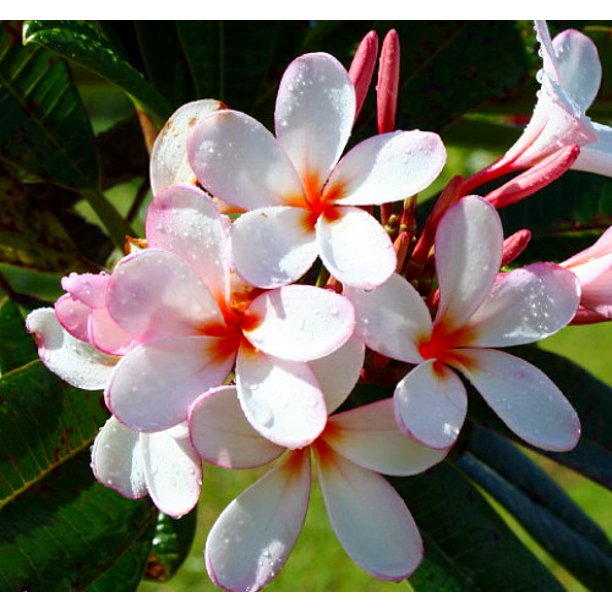 Pink Singapore Plumeria Plant - Frangipani - 6