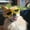Yellow, variant on NAMSAN Small Dog Goggles UV Protection Doggy Sunglasses Windproof Small Pet Glasses for Puppy Big Cat Eye Protective