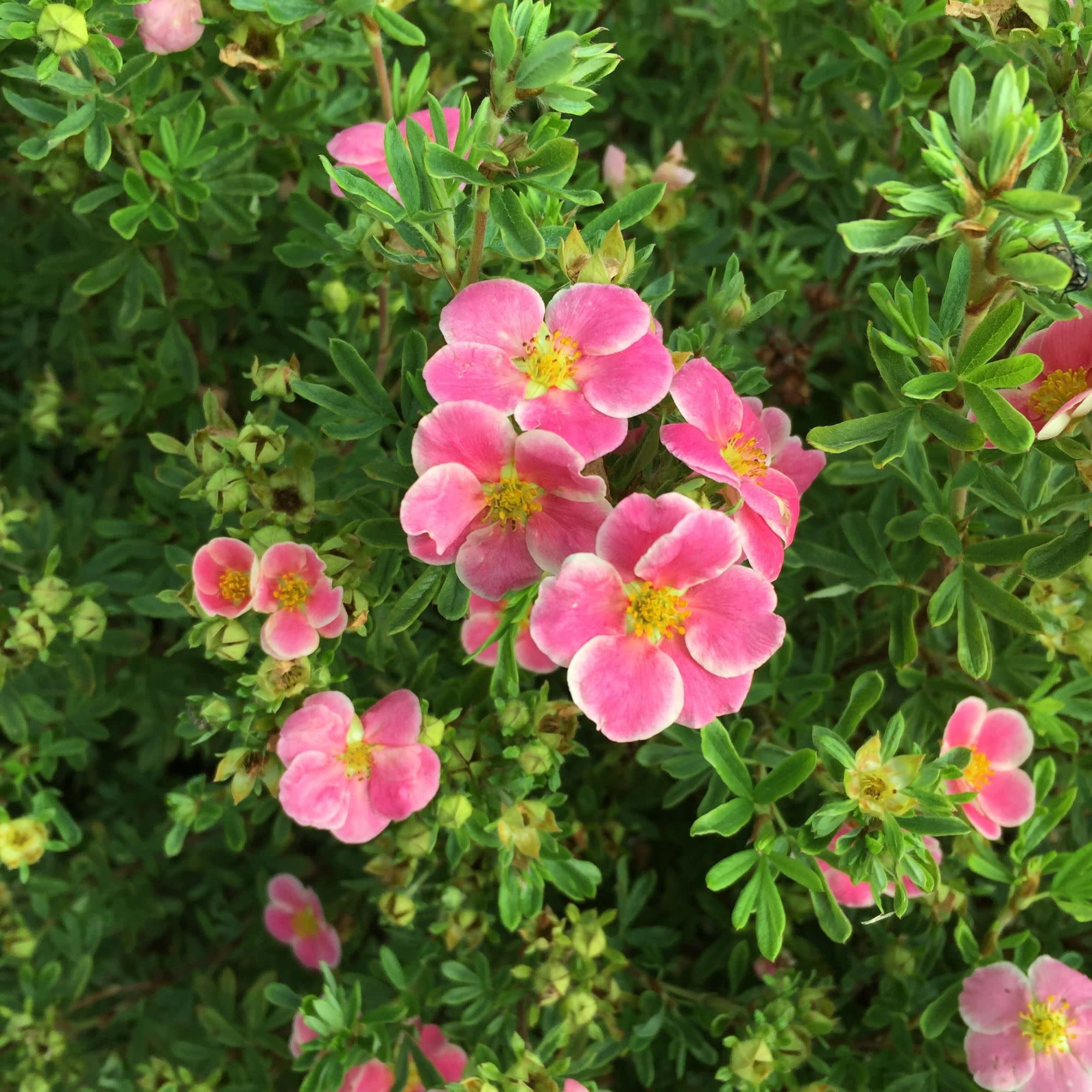 Proven Winners ColorChoice 5" Happy Face Pink Potentilla Live Plant in 4.5" Pot (4 Count)