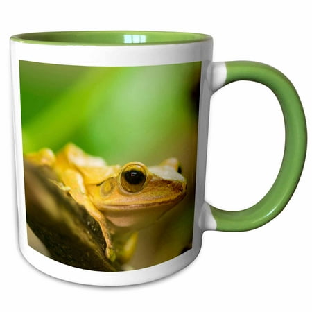 3drose, Golden Tree Frog, Salt Lake City, Utah - Us45 Hga0166 - Howie Garber, 15oz Two-tone Green Mug