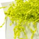 thumbnail image 5 of Relleno de papel arrugado Mefleet, 0,9 kg, verde claro, 5 of 7