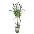 thumbnail image 1 of Vickerman 36" Lavender In Cement Pot - FJ190536, 1 of 2