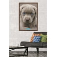 thumbnail image 2 of Keith Kimberlin - Puppy - Blue Eyes Wall Poster, 22.375" x 34", Framed, 2 of 6