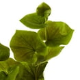 thumbnail image 3 of Nearly Natural 29" Lotus Leaf Artificial Plant (Set of 12), Green, 3 of 3