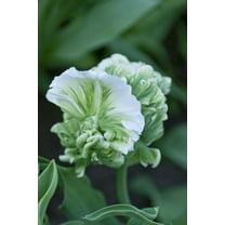 10 Super Parrot Tulip Bulbs for Planting - Easy to Grow Perennial Flowers