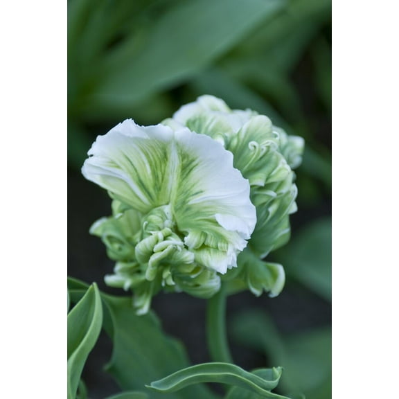 10 Super Parrot Tulip Bulbs for Planting - Easy to Grow Perennial Flowers