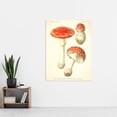 thumbnail image 2 of Dufour 1891 Mushroom Atlas Fly Agaric Extra Large XL Wall Art Poster Print, 2 of 3