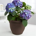 thumbnail image 3 of Bloem 8-in Ariana Self Watering Plastic Planter - Chocolate Brown, 3 of 8