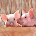 thumbnail image 2 of Kimberly, Allen 26x26 Black Ornate Wood Framed with Double Matting Museum Art Print Titled - Best Friends, 2 of 4