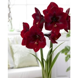 Bloomsz Amaryllis Purple Rain 26/28cm, 1-Pack - Walmart.com