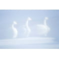 thumbnail image 2 of Goff, Ellen 18x13 White Modern Wood Framed Museum Art Print Titled - Japan-Hokkaido Three whooper swans float in the mist, 2 of 4