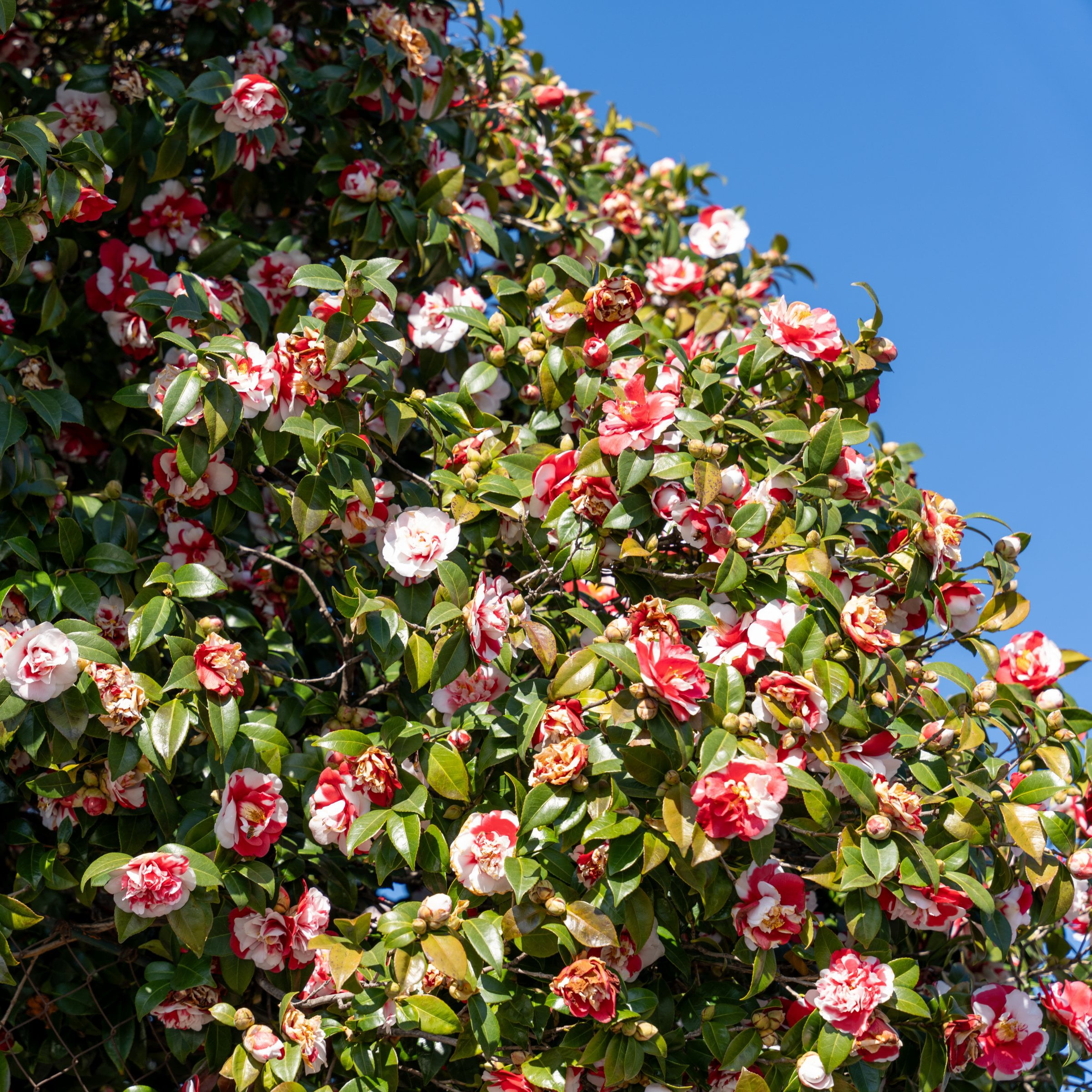 National Plant Network 3 gal. Camellia Japonica Sadaharu Oh Shrub