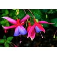 thumbnail image 2 of Perry, William 18x13 White Modern Wood Framed Museum Art Print Titled - Blue red Hardy Fuchsia Blooming Scientific named Genii Fuchsia, 2 of 4