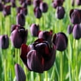 thumbnail image 2 of Easy to Grow Tulip Tuxedo Party Collection 20 Plant Bulbs, Spring Zones 3-8, 2 of 5